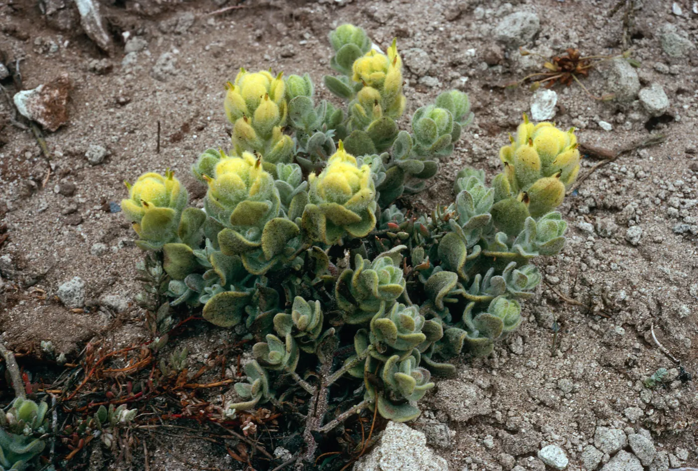 Castilleja mollis, West side of Carrington Point, Santa Rosa Island