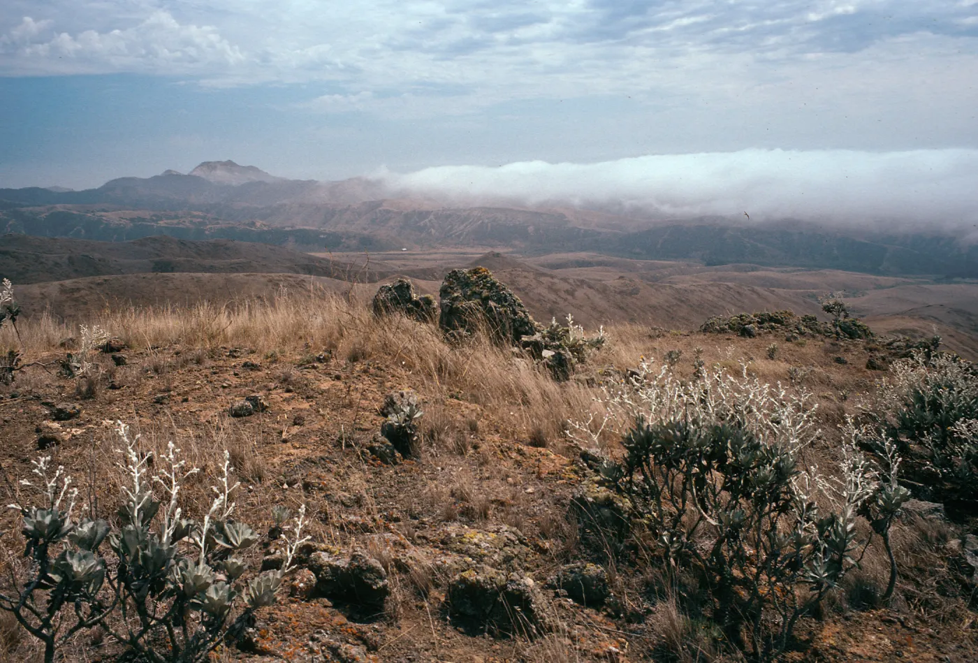 Hazardia detonsa from North ridge, near Δ“John”, Christy barn & fog, Santa Cruz Island