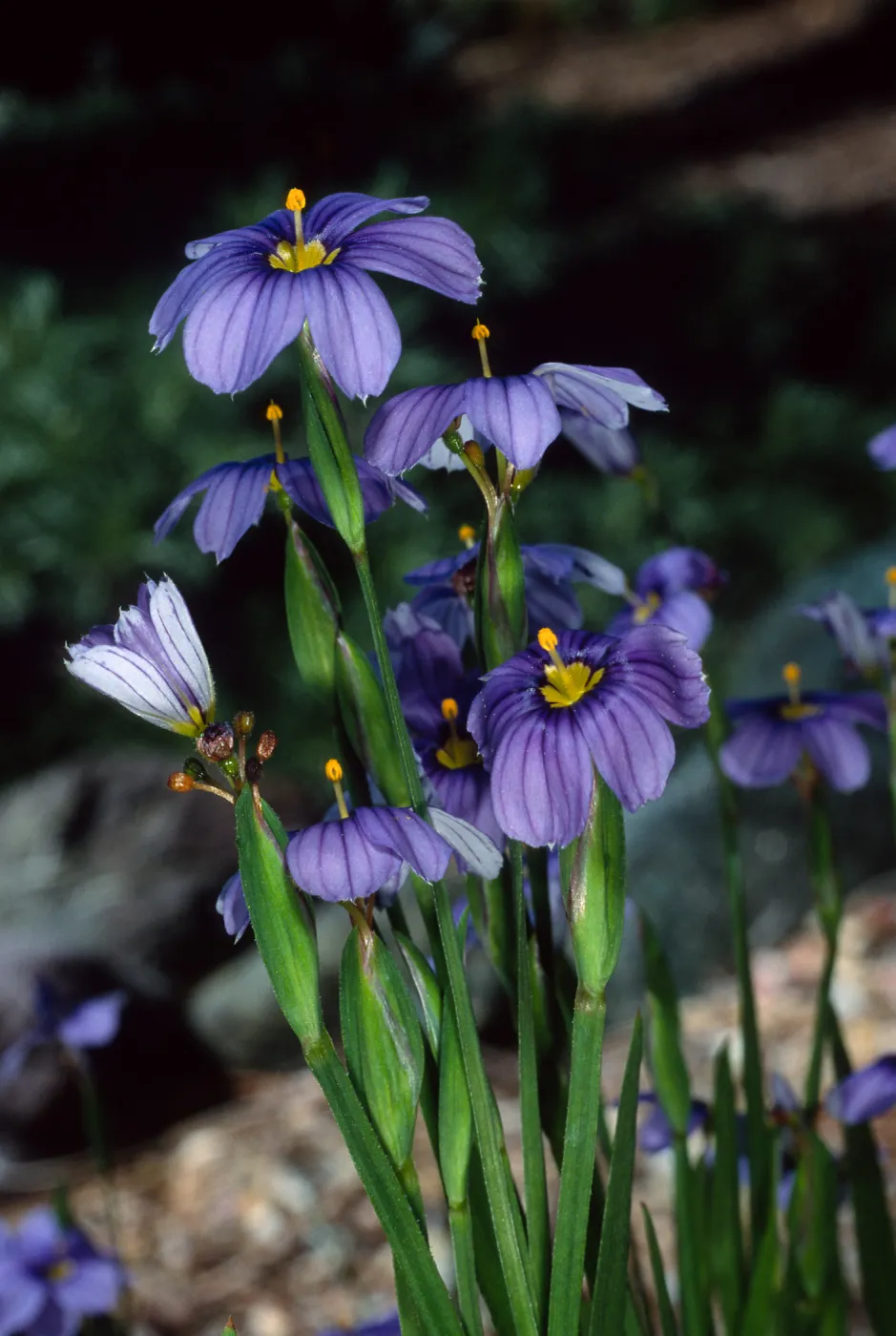 Sisyrinchium bellum, Santa Barbara Botanic Garden