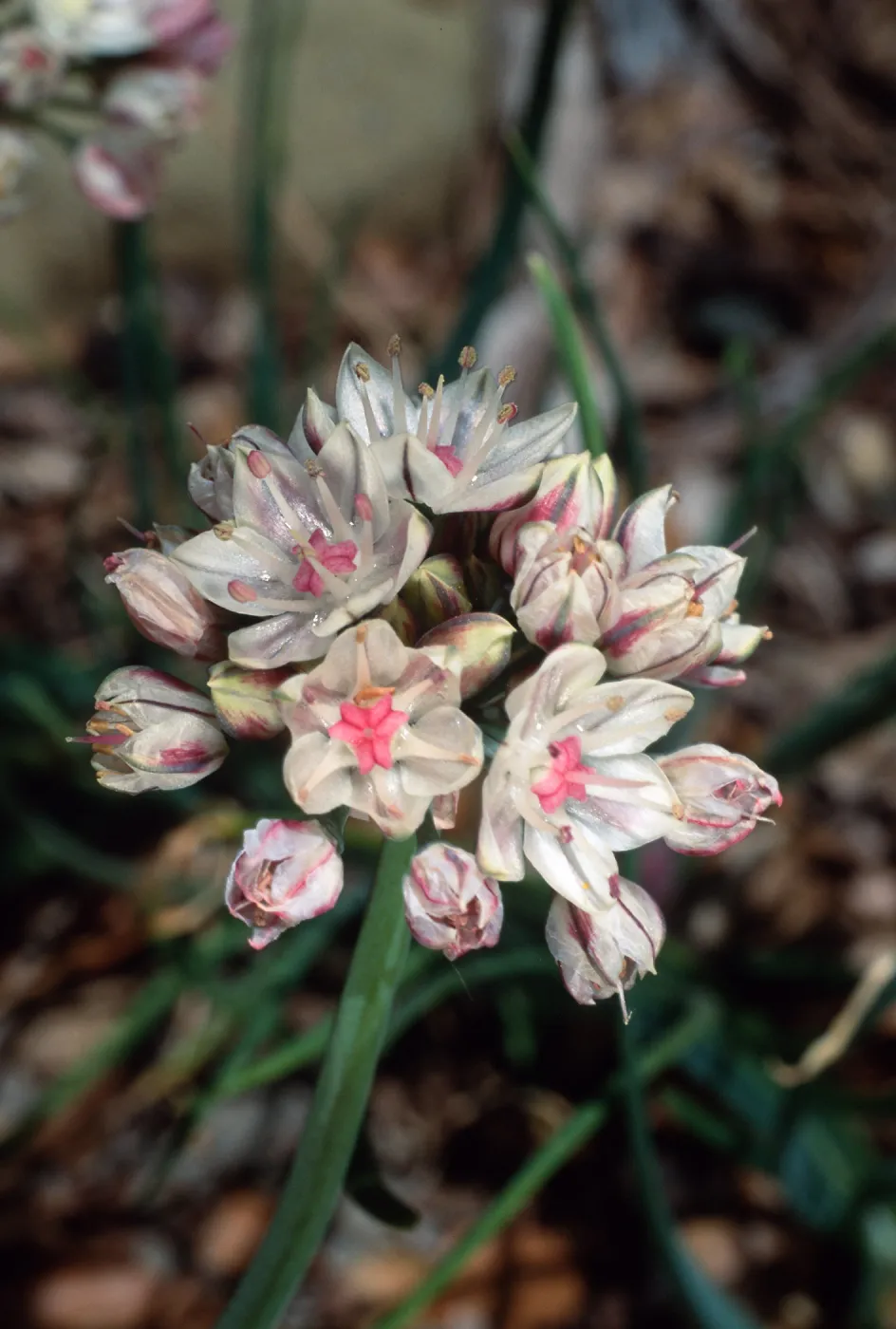 Allium, Santa Barbara Botanic Garden