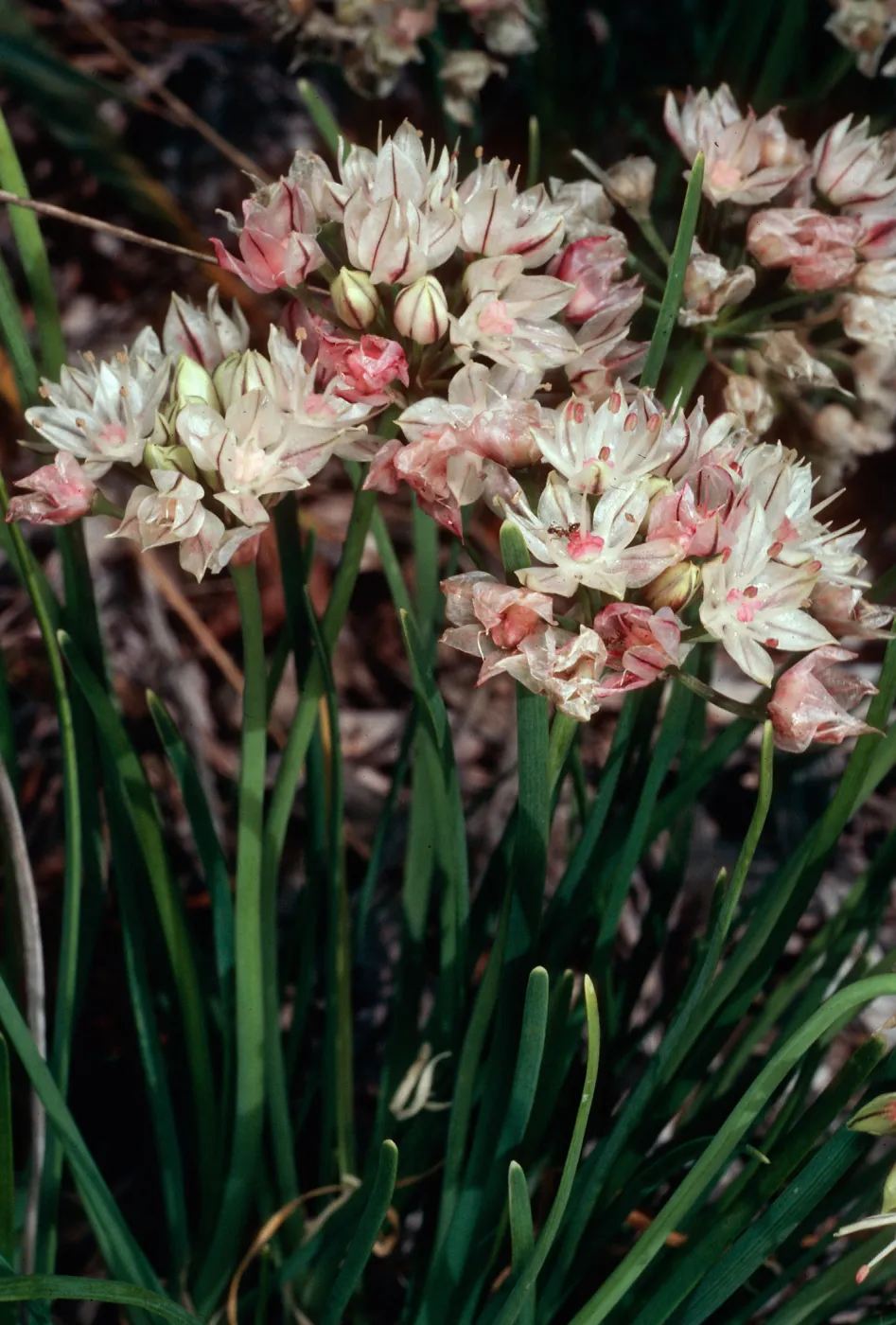 Allium, Santa Barbara Botanic Garden