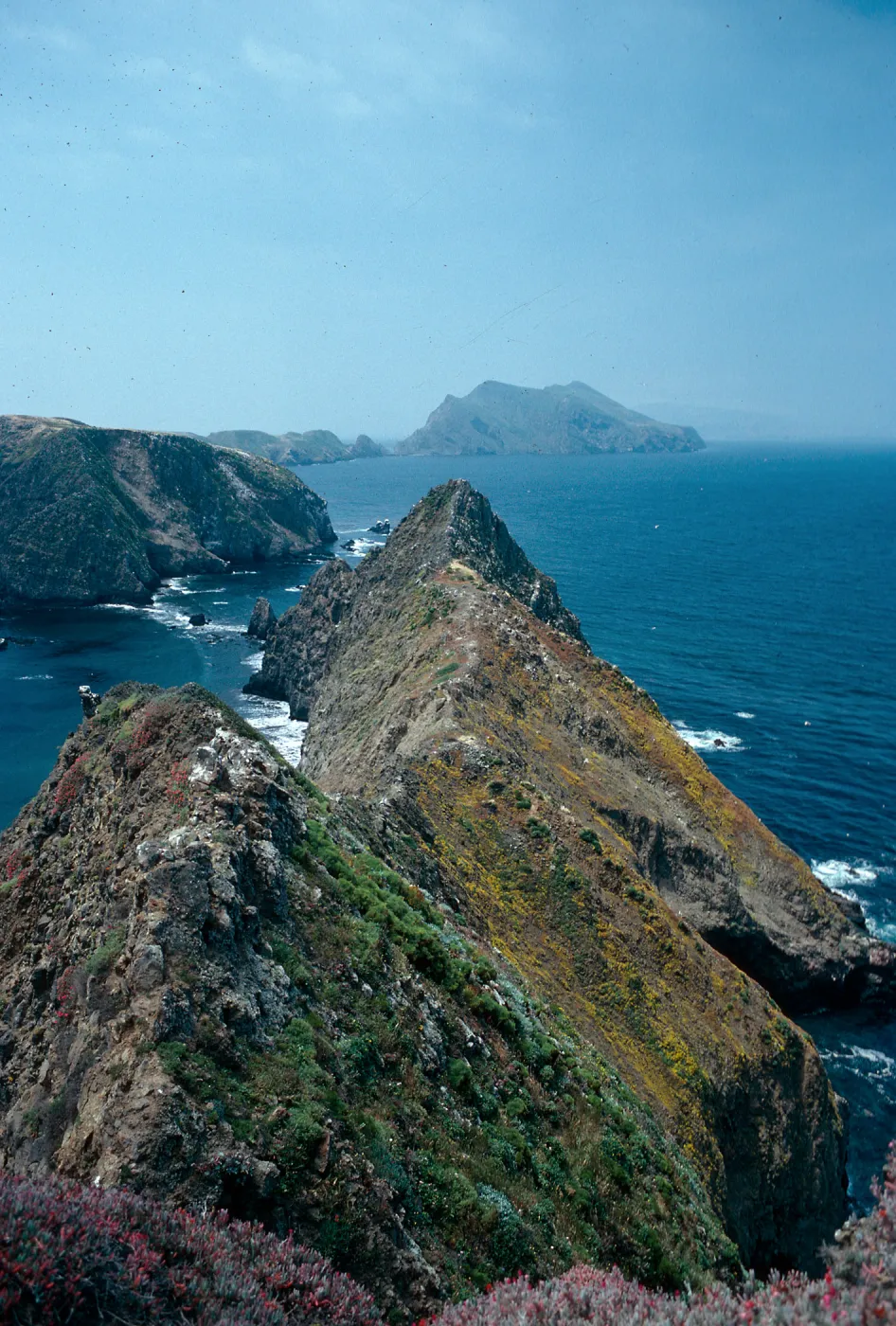 Goldfields, looking West from West end of East Anacapa Island