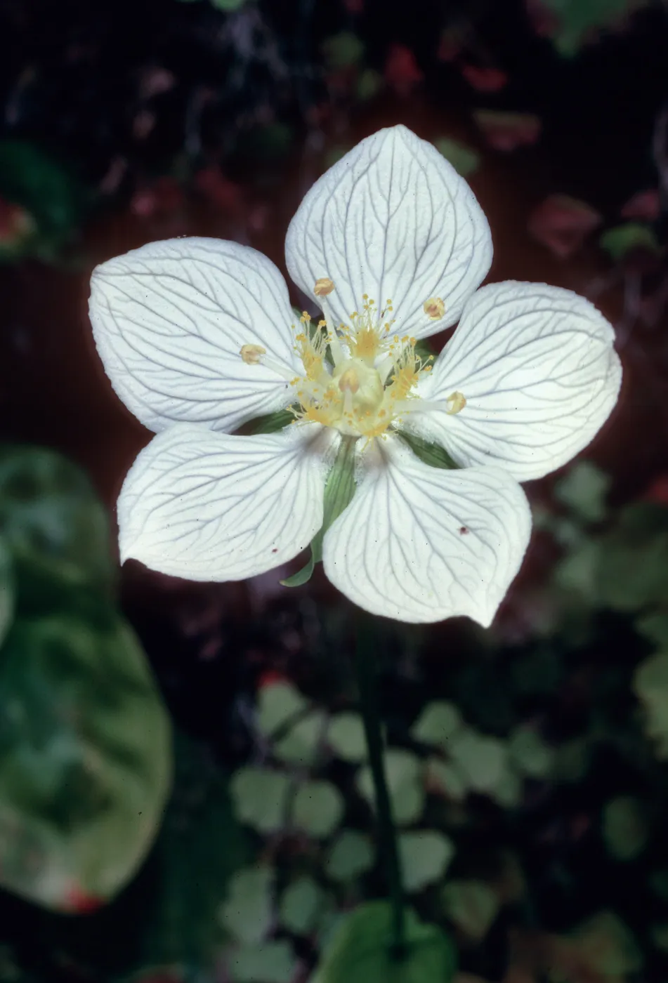 Parnassia, waterfall, Salmon Creek, Monterey County