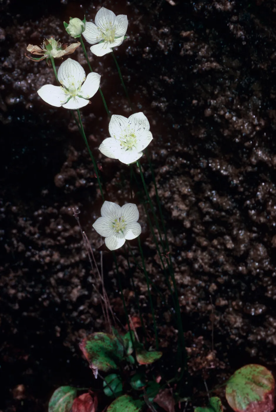 Parnassia, waterfall, Salmon Creek, Monterey County