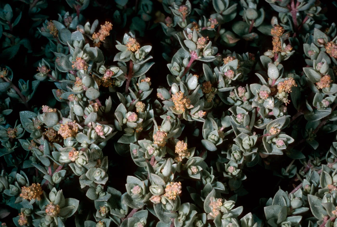 Atriplex watsonii, SJ#3588, San Martin Island