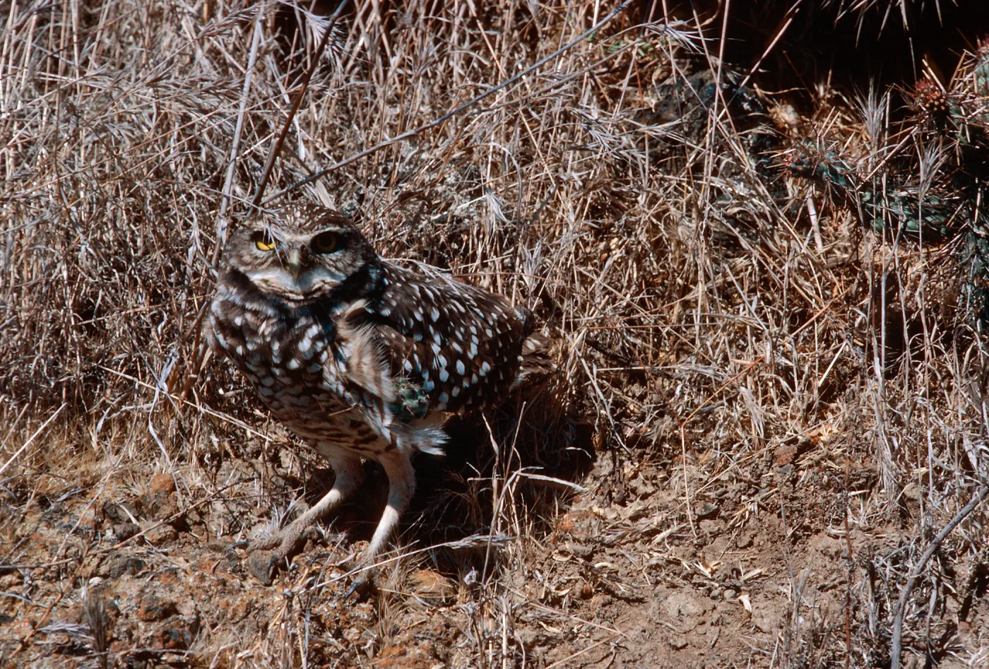 Burrowing Owl, Middle Canyon, Santa Barbara Island