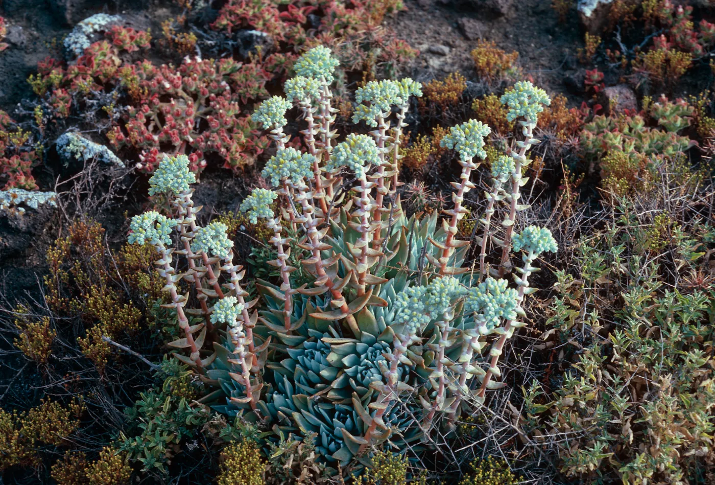 Dudleya traskiae, West of Cat Canyon, Santa Barbara Island
