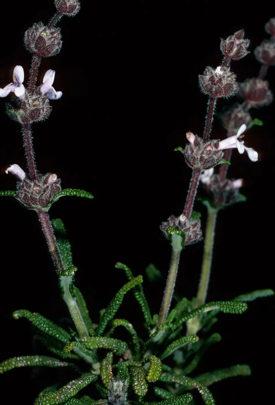 Salvia brandegei (Brandegees Sage), East of Johnsons Lee, Santa Rosa Island