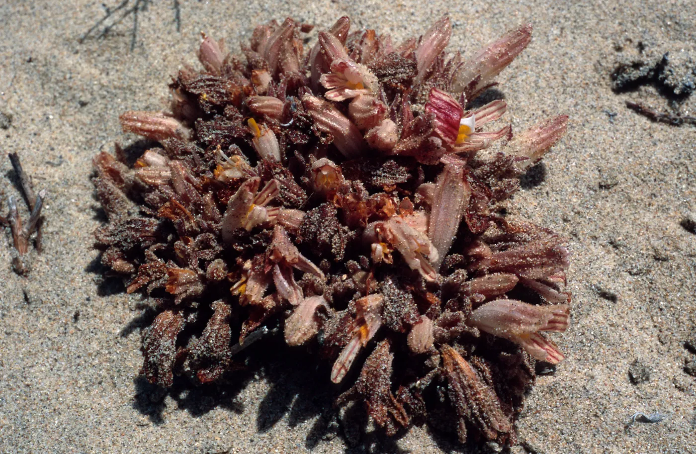 Orobanche californica grandis, West of Oso Flaco Lake, Oceano Dunes California State Park