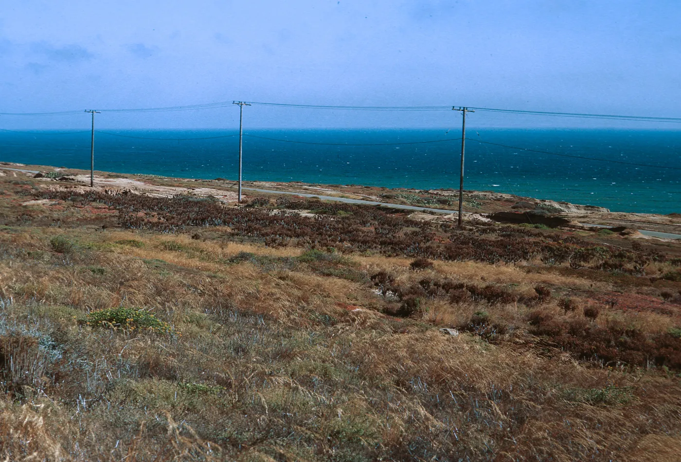6/ Coreopsis stand from above - looking Northeast, 65-128 & SN-45