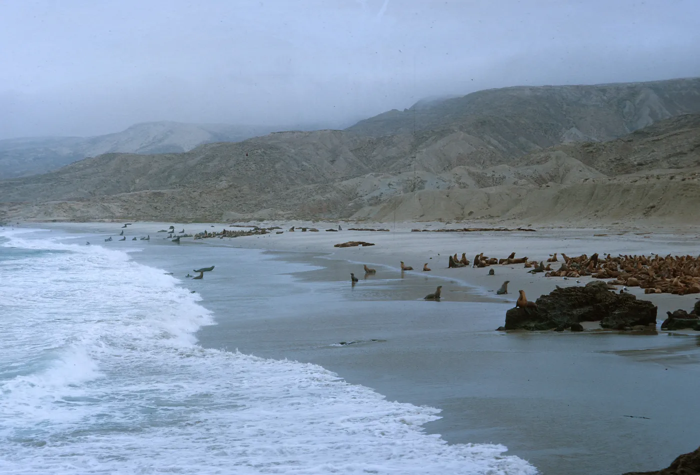 10/ Sea Lion herds on beach, 1 mile Northwest - Dutch Harbor, looking North-up beach, 65-149 & SN-66