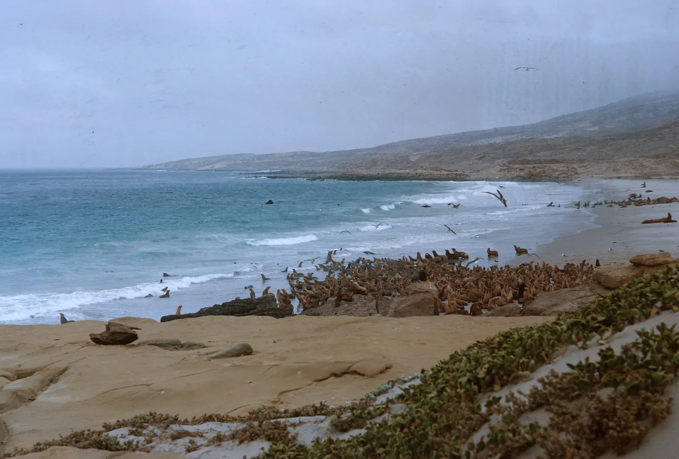 10/ Sea Lions, Abronia in foreground - beach 1 mile Northwest, Dutch Harbor - looking West, 65-150 & SN-67