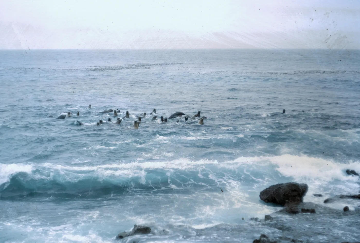 12/ Sea Lions in water, 50 yards from beach, 65-163 & SN-80
