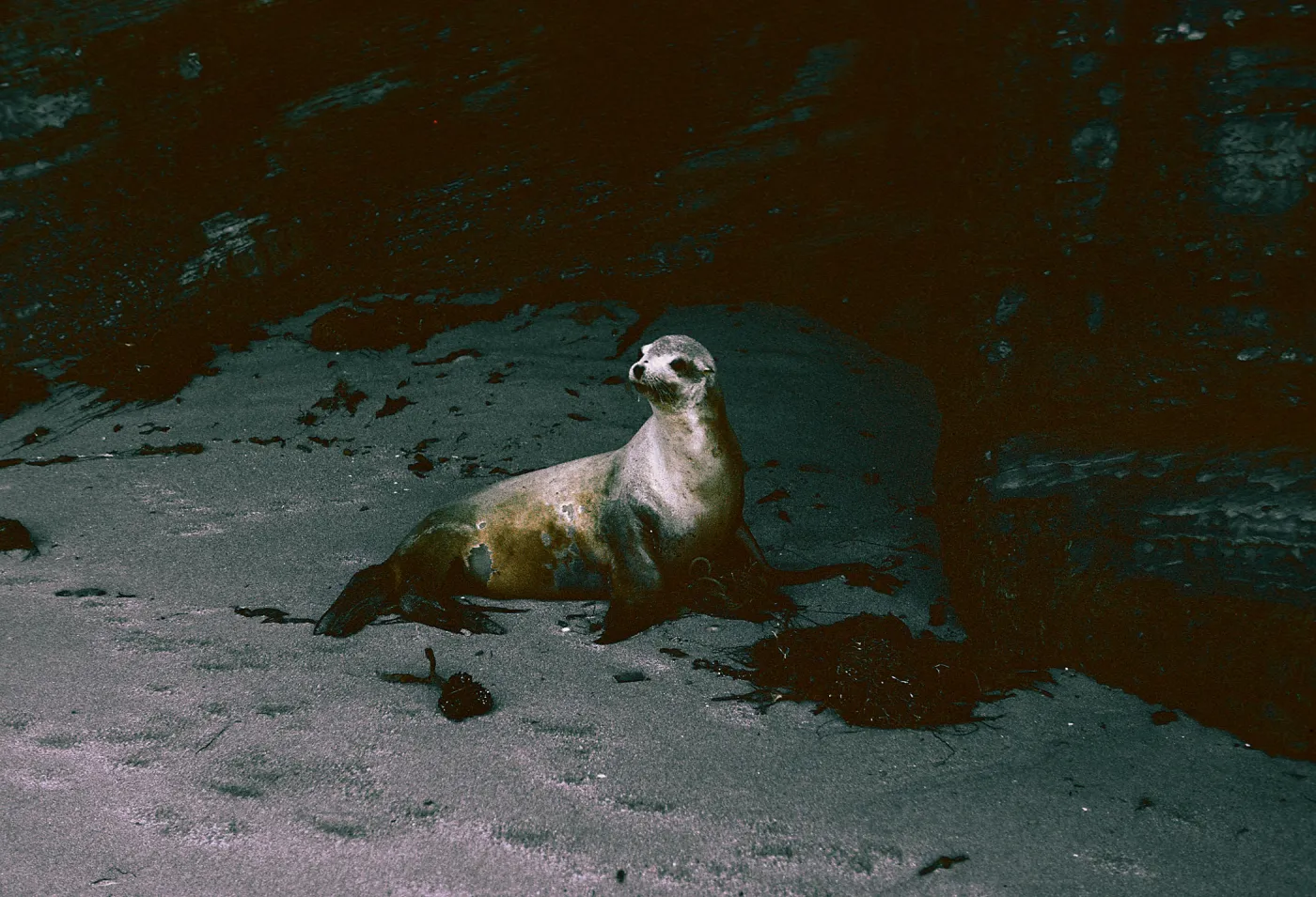 San Nicolas Island, 65-297 & SN-214