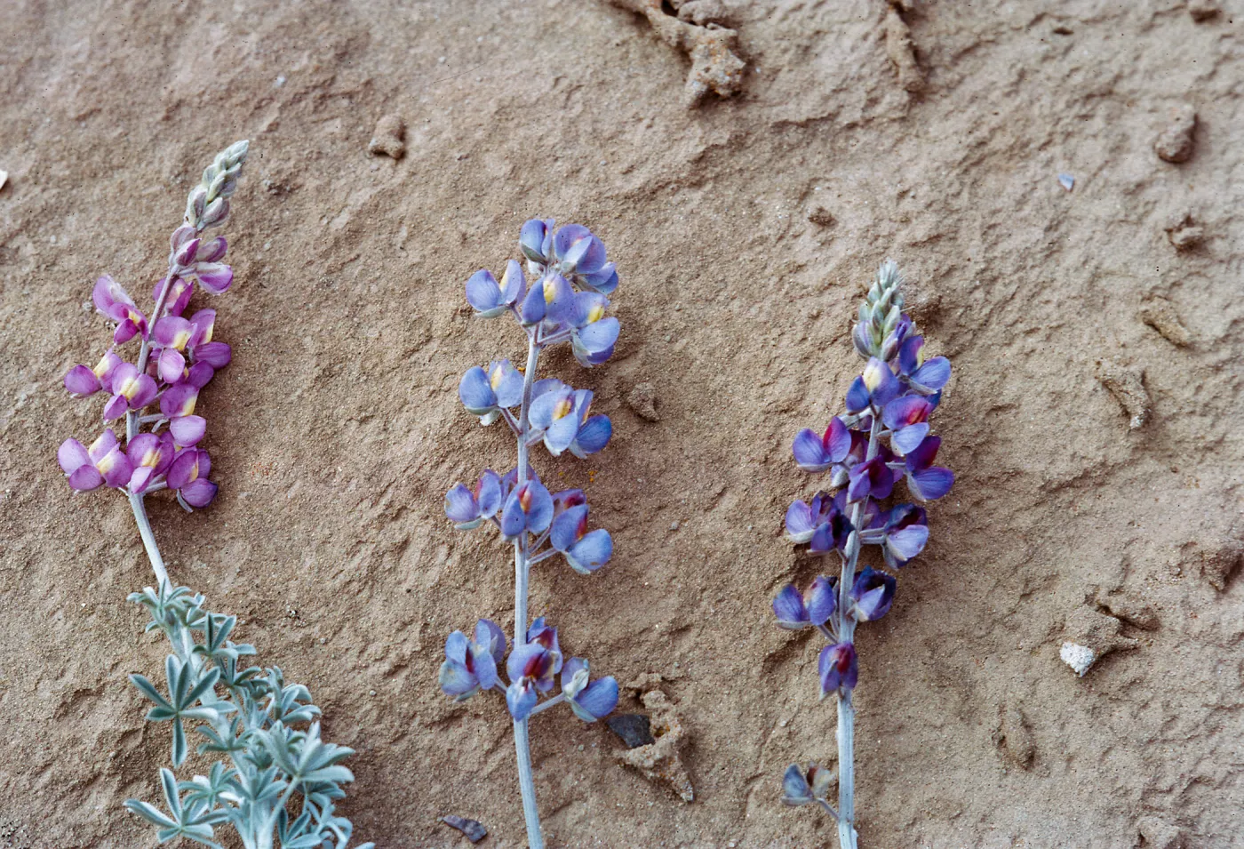 Lupinus (Lupine) - color variation, 66-15 & SN-271
