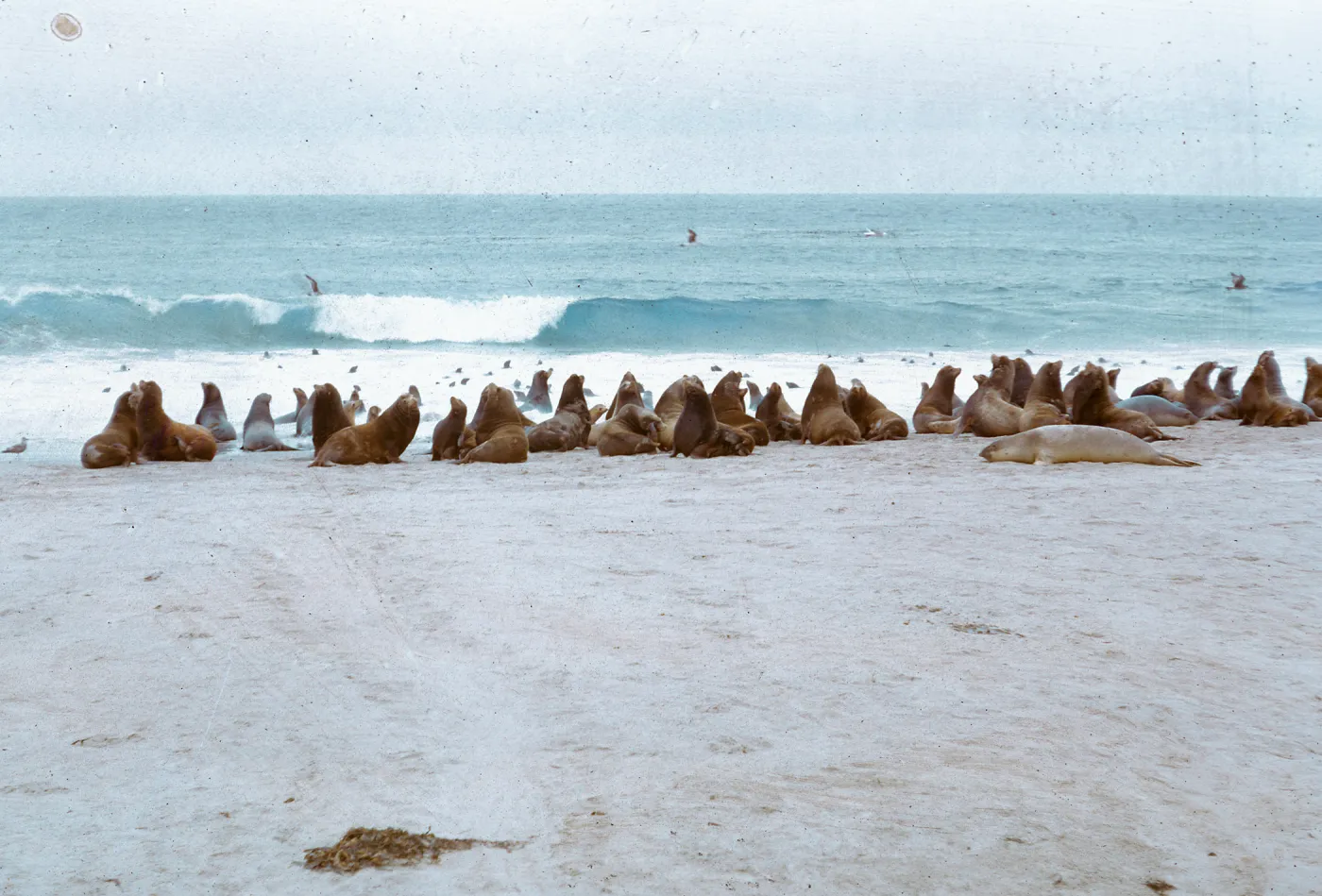 Sea Lion herd - alert posture, 66-66 & SN-322
