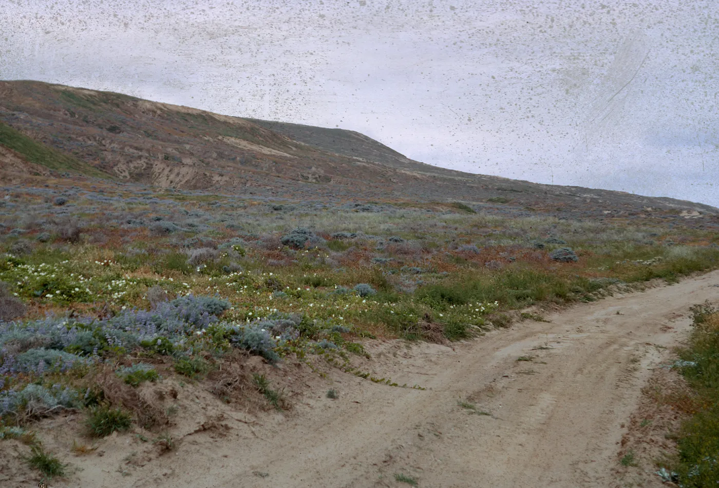 looking North from Army /Camp area - Lycium, Lupinus stand, 66-93 & SN-349