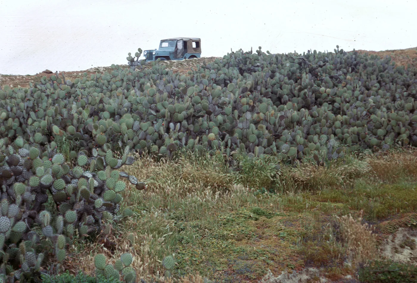 cactus clump - below Receiver Building, 66-102 & SN-358 (Prickly-pear)