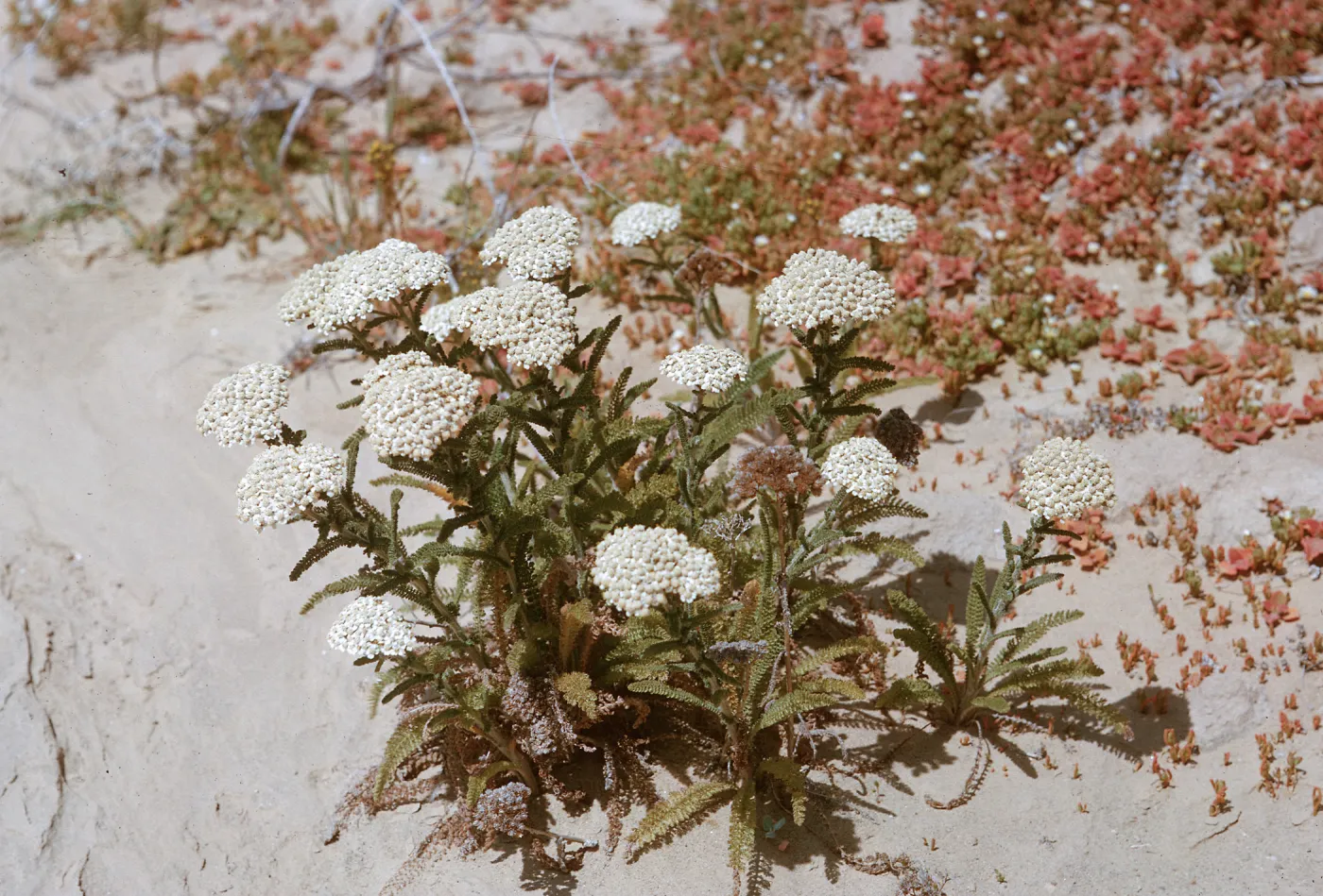 Achillea near Dutch Harbor, 66-112 & SN-368