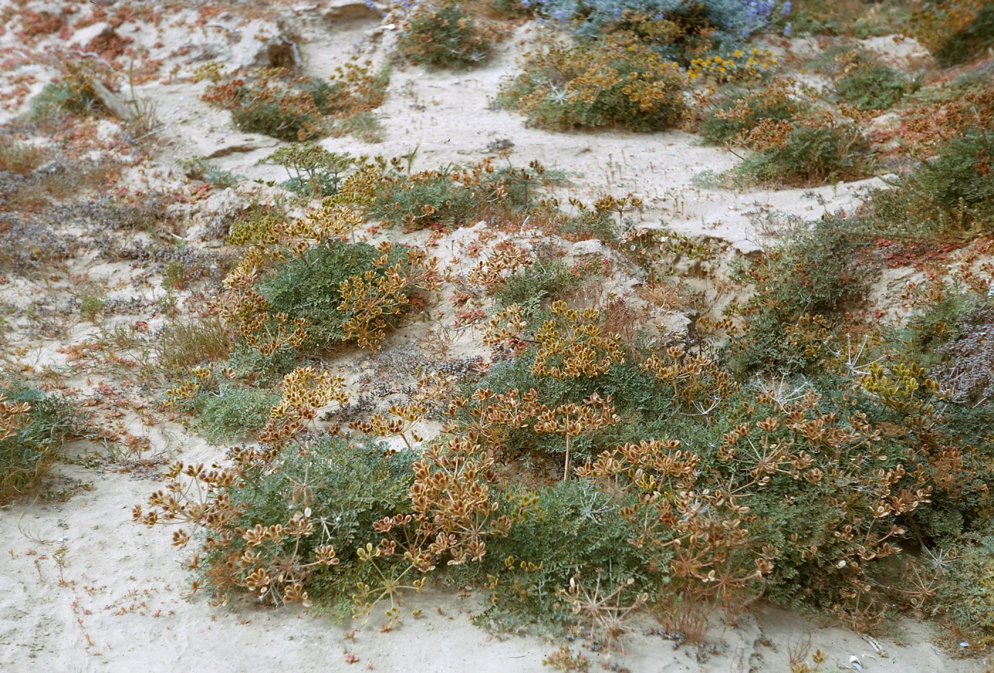 Lomatium insulare Munz, 66-124 & SN-380