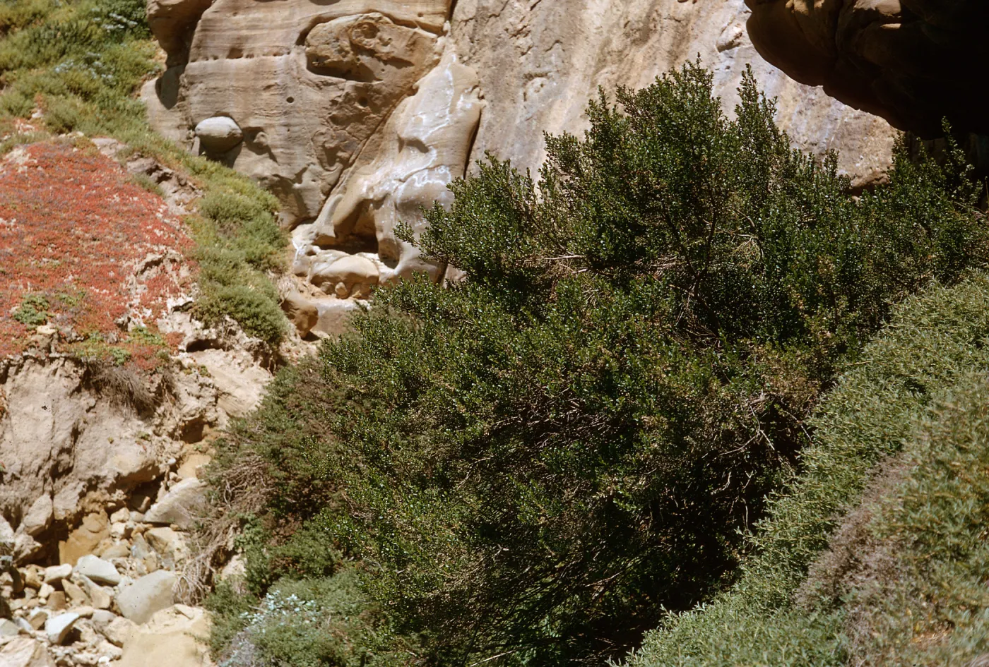 large Baccharis at spring - Sand Dune Canyon, 66-15- & SN-406