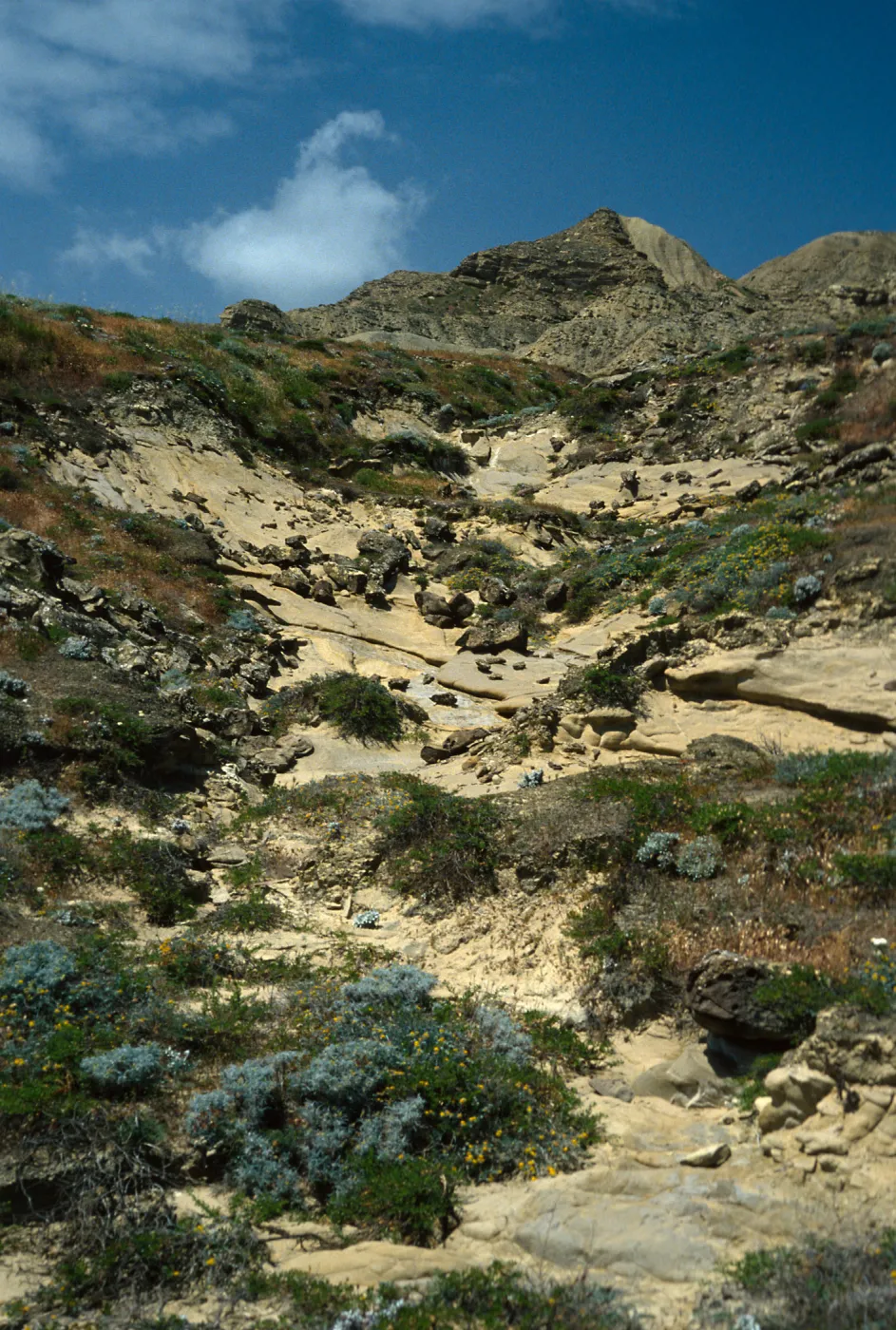 Coastal Slopes above Daytona Beach, San Nicolas Island