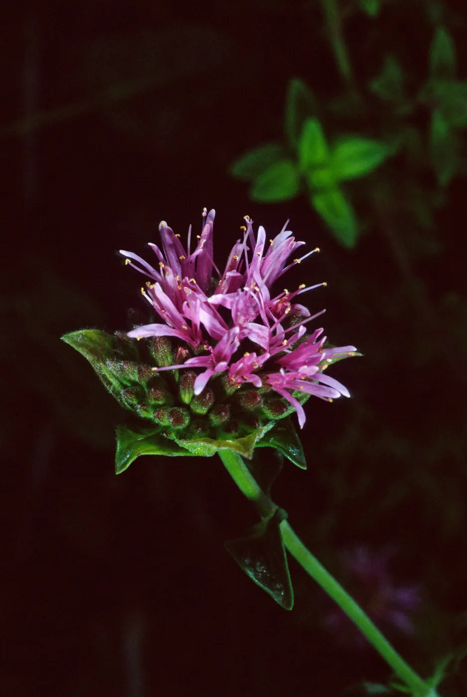 Monardella australis, 94-367-2, Arroyo Section,Santa Barbara Botanic Garden