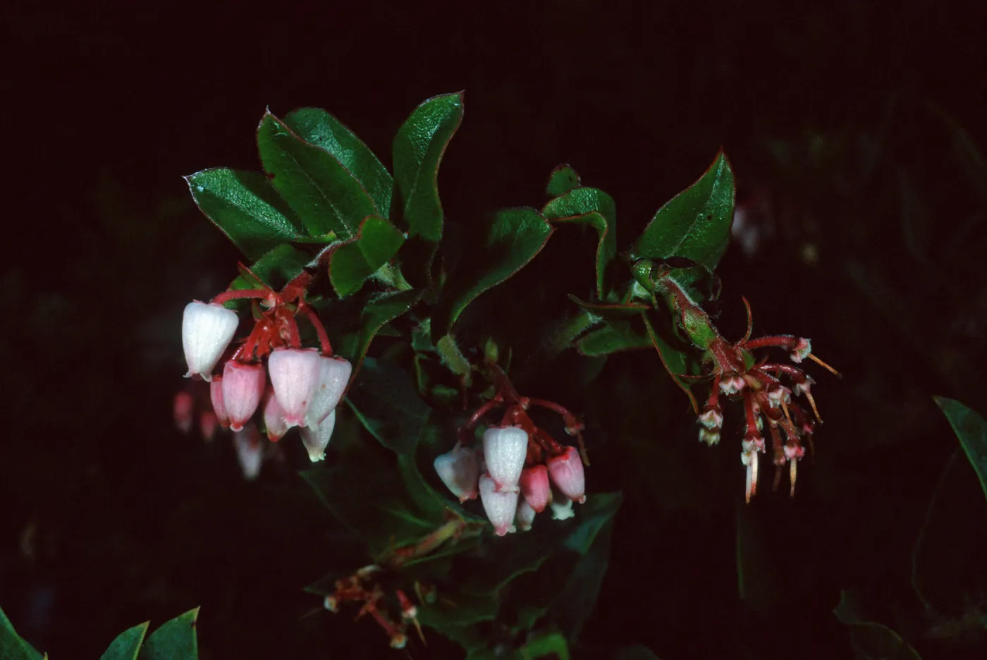 Arctostaphylos pajaroensis, 86-430, Santa Barbara Botanic Garden