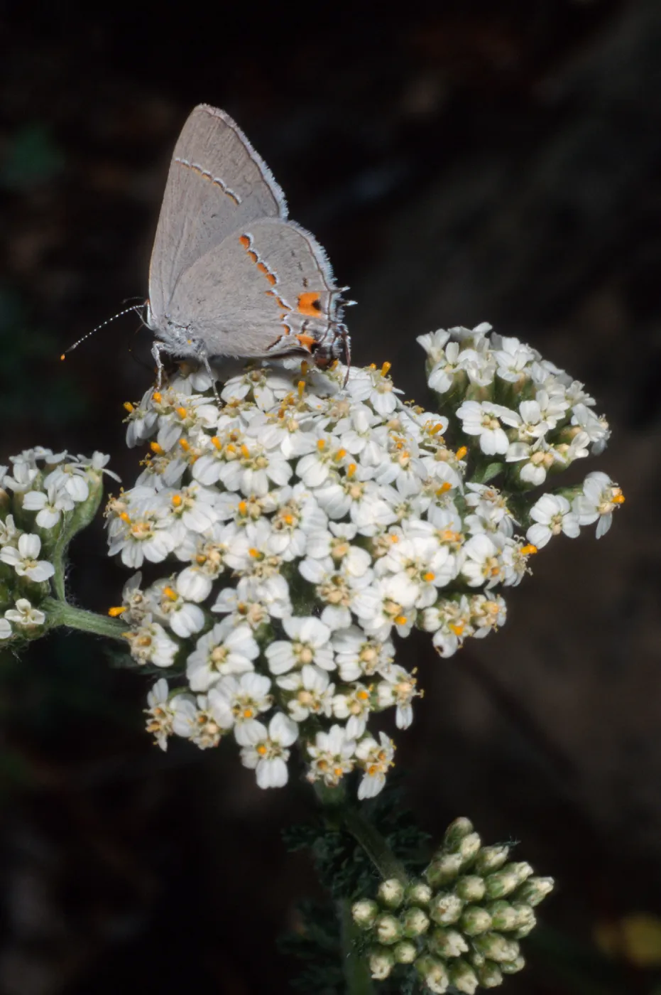 Strymon melinus pudica, butterfly on Achillea (yarrow), common hairstreak, Santa Barbara Botanic Garden