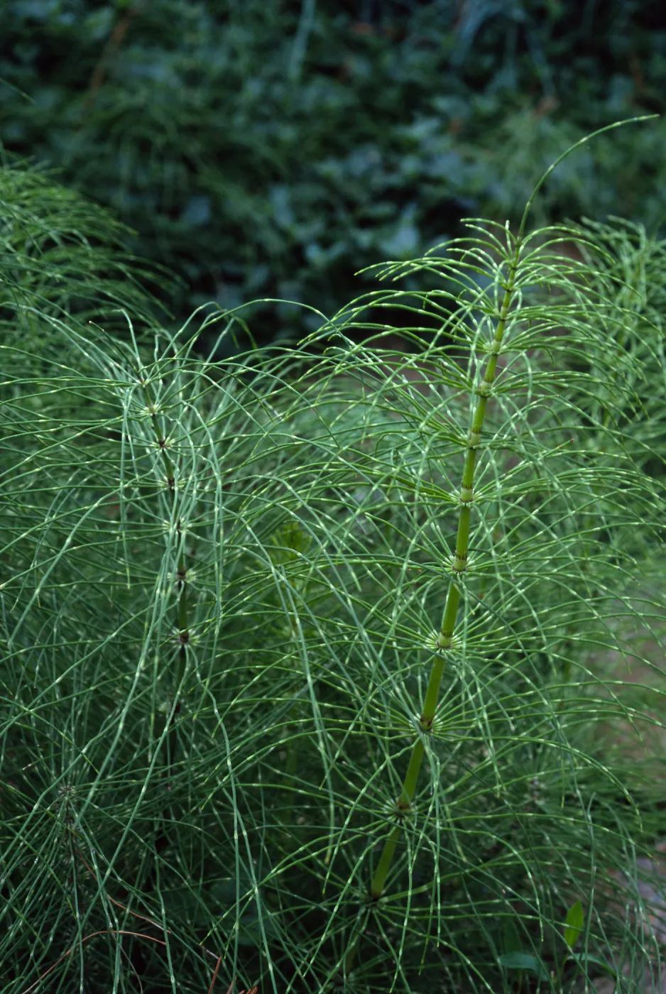 Equisetum, Santa Barbara Botanic Garden