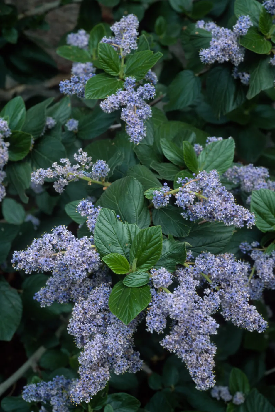 Ceanothus arboreus, Santa Barbara Botanic Garden
