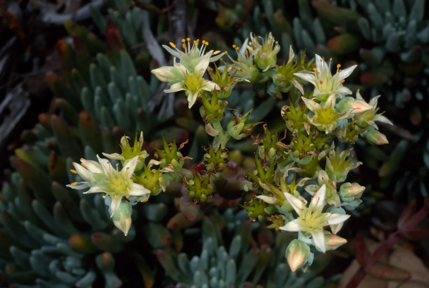Dudleya virens hassei, Santa Barbara Botanic Garden