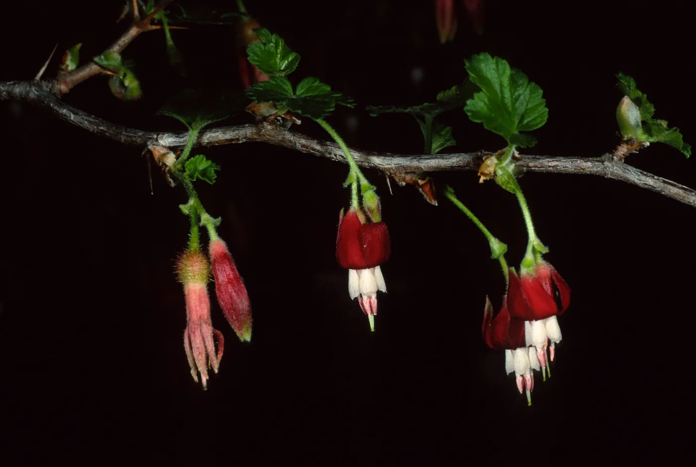 Ribes tracherianum, Santa Barbara Botanic Garden