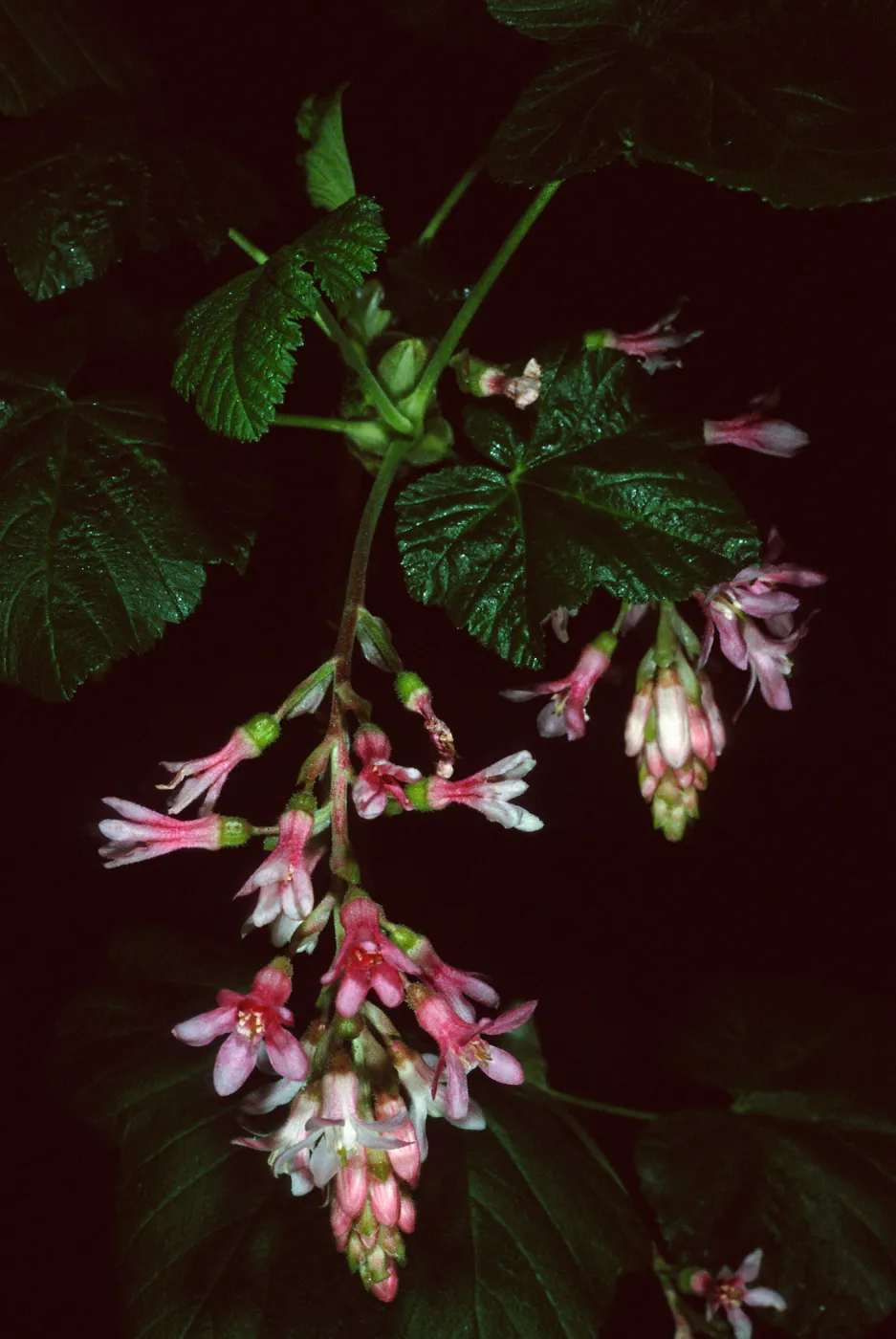 Ribes sanguineum glutinosum, Santa Barbara Botanic Garden