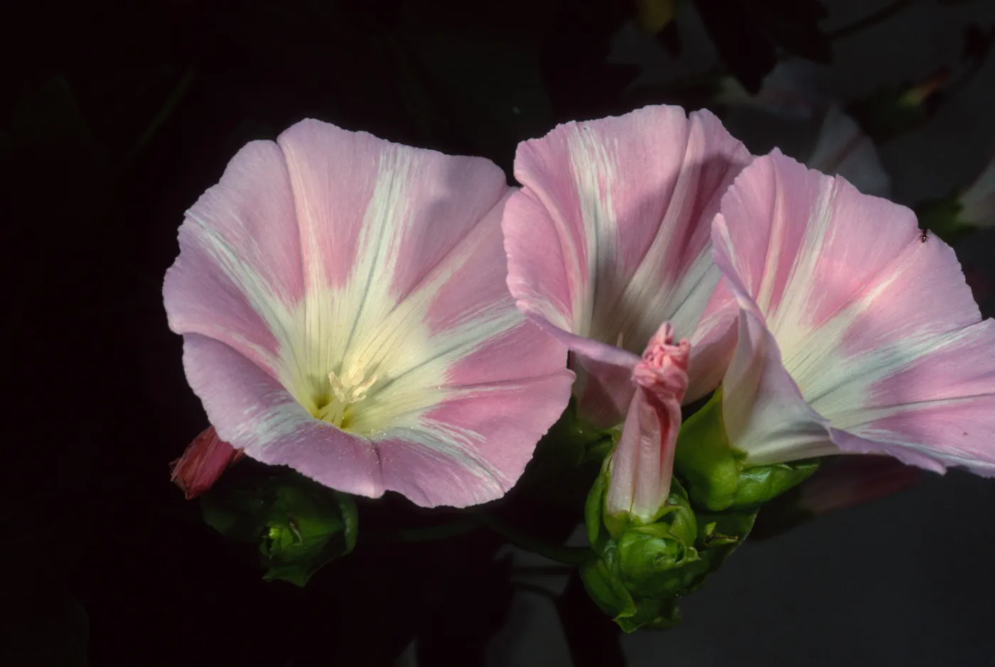 Calystegia macrostegia ‘Anacapa Pink’, Santa Barbara Botanic Garden
