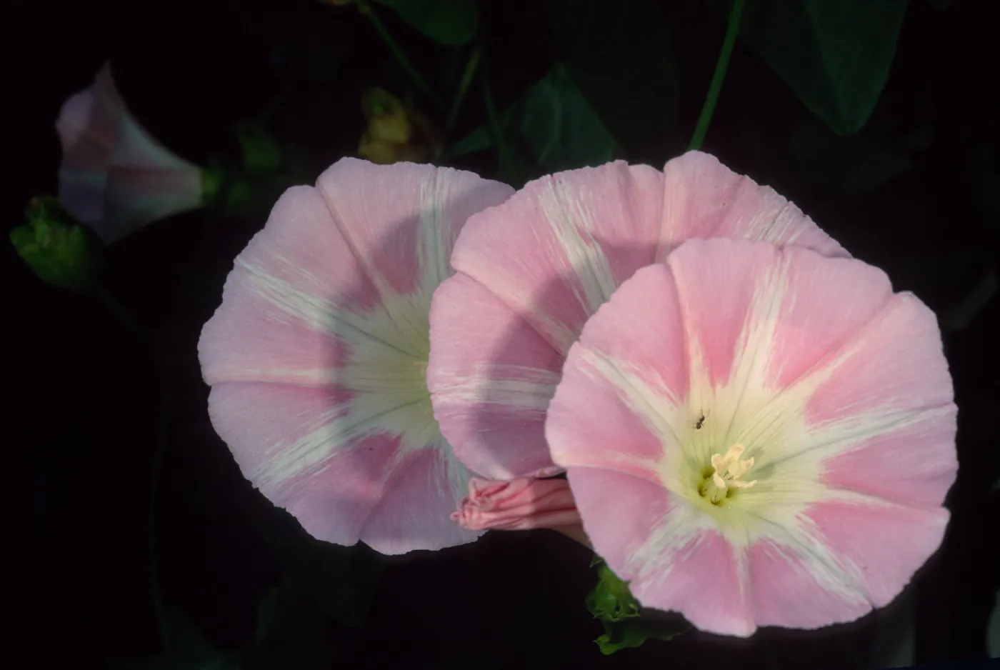 Calystegia macrostegia ‘Anacapa Pink’, Santa Barbara Botanic Garden