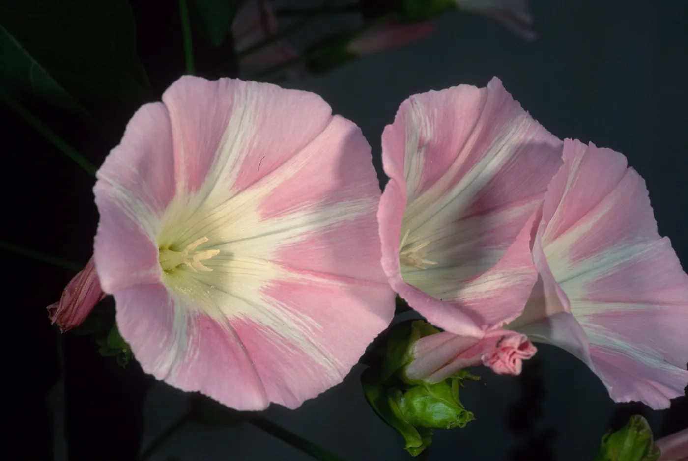 Calystegia macrostegia ‘AnacapaPink’, Santa Barbara Botanic Garden