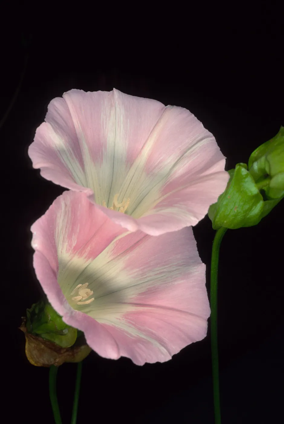 Calystegia macrostegia ‘Anacapa Pink’, Santa Barbara Botanic Garden