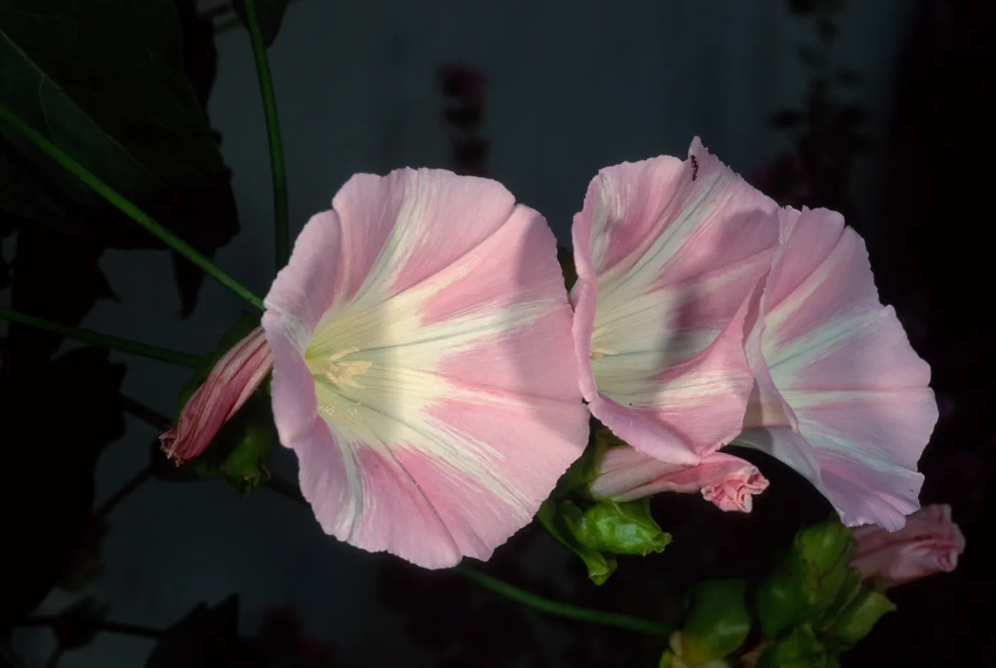 Calystegia macrostegia ‘Anacapa Pink’, Santa Barbara Botanic Garden