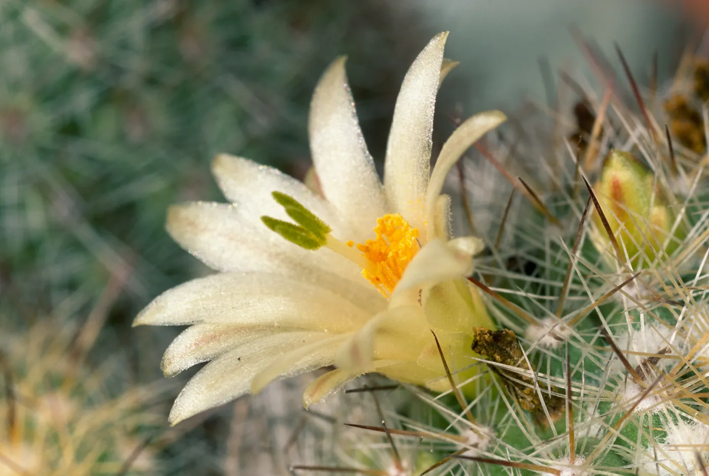 Mammillaria neopalmeri, Calle Poniente, Santa Barbara