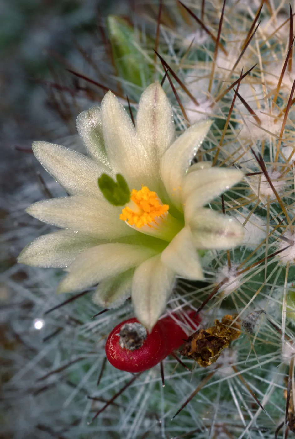 Mammillaria neopalmeri, Calle Poniente, Santa Barbara