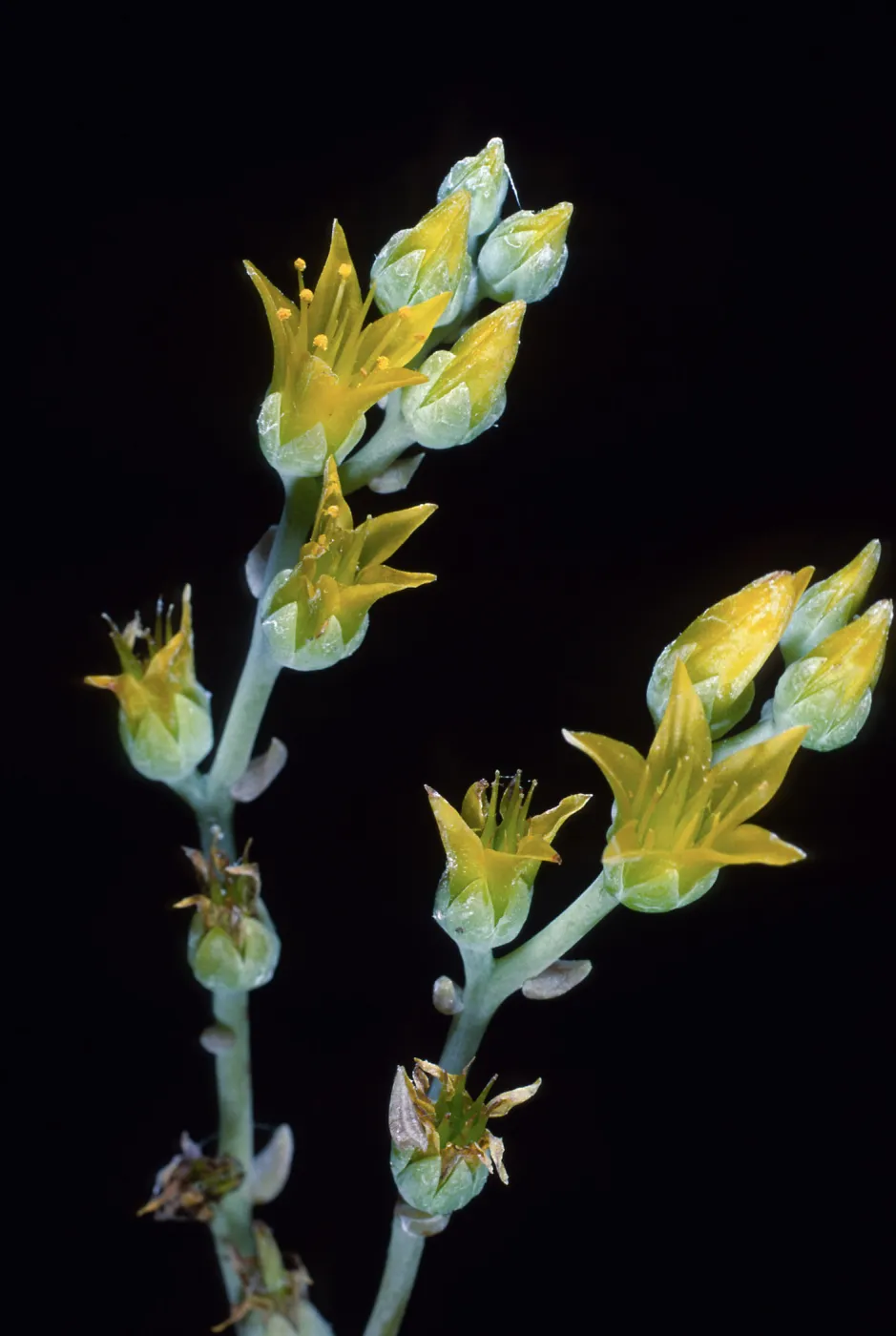 Dudleya traskiae, Santa Barbara Botanic Garden