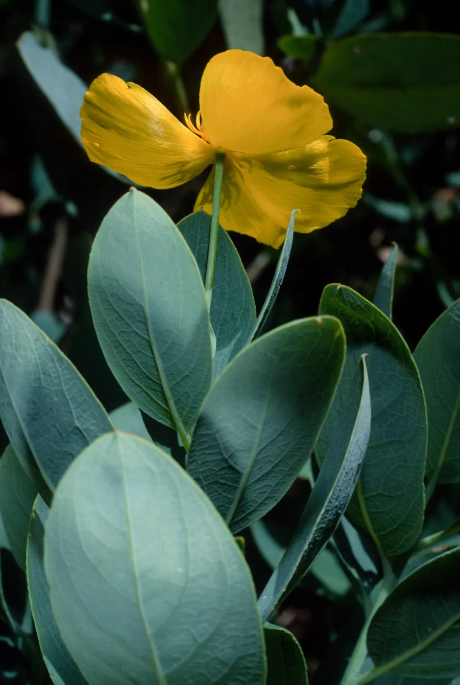 Dendromecon harfordii, Santa Barbara Botanic Garden