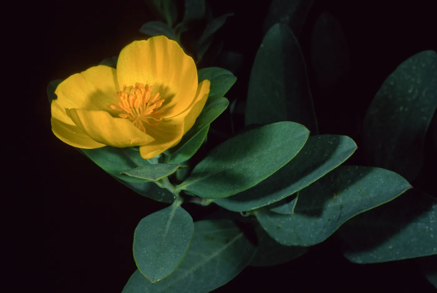 Dendromecon harfordii, Santa Barbara Botanic Garden