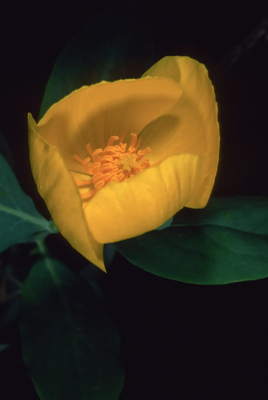Dendromecon harfordii, Santa Barbara Botanic Garden