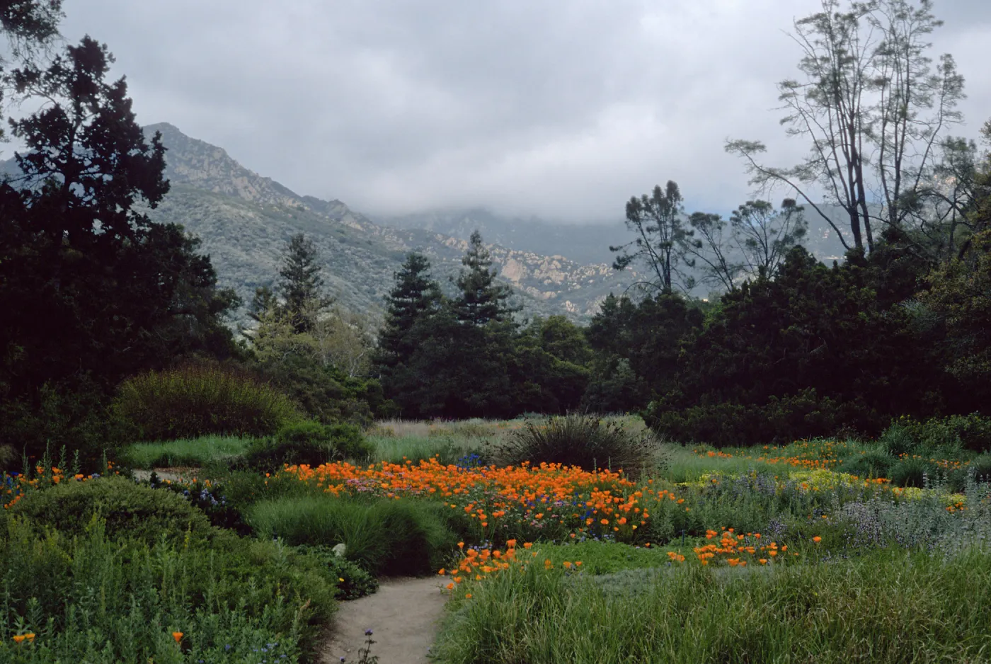 meadow, Santa Barbara Botanic Garden