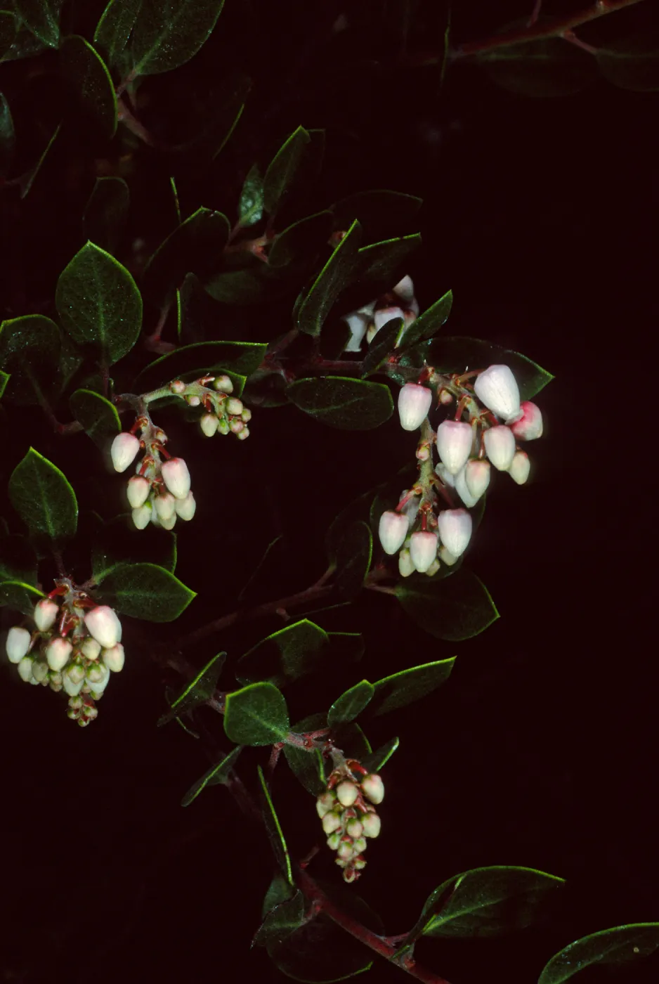 Arctostaphylos hookeri franciscana, Santa Barbara Botanic Garden