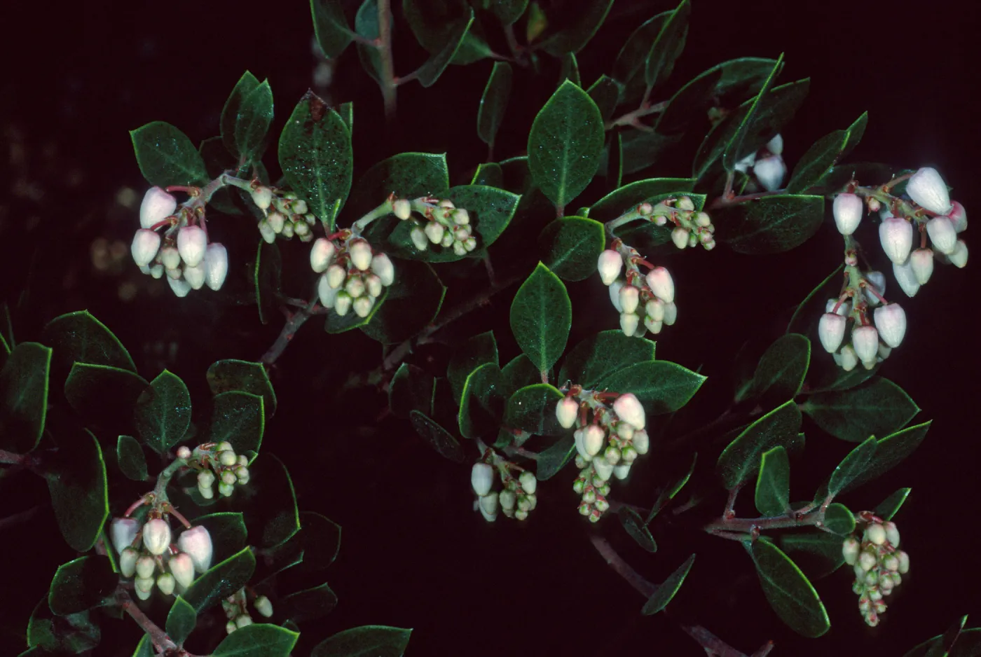 Arctostaphylos hookeri franciscana, Santa Barbara Botanic Garden