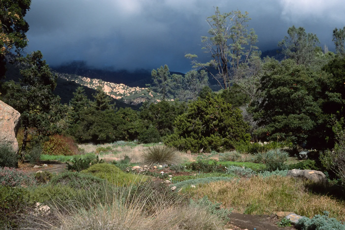 meadow, Santa Barbara Botanic Garden