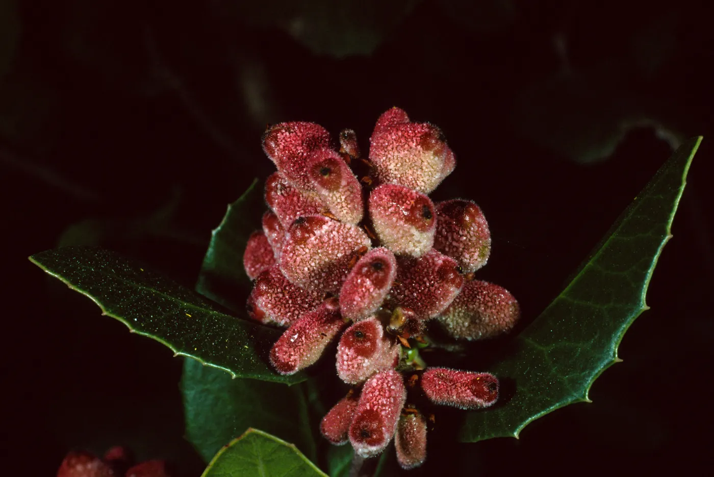 Rhus integrifolia, Santa Barbara Botanic Garden